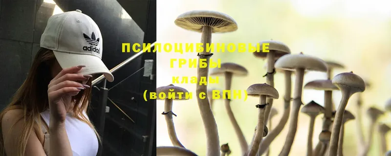 Псилоцибиновые грибы Psilocybe  Макушино 